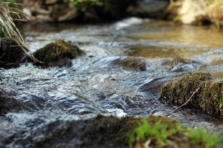 Salmo 1 — Texto Completo, Significado e Oração sobre o Homem Bem-Aventurado