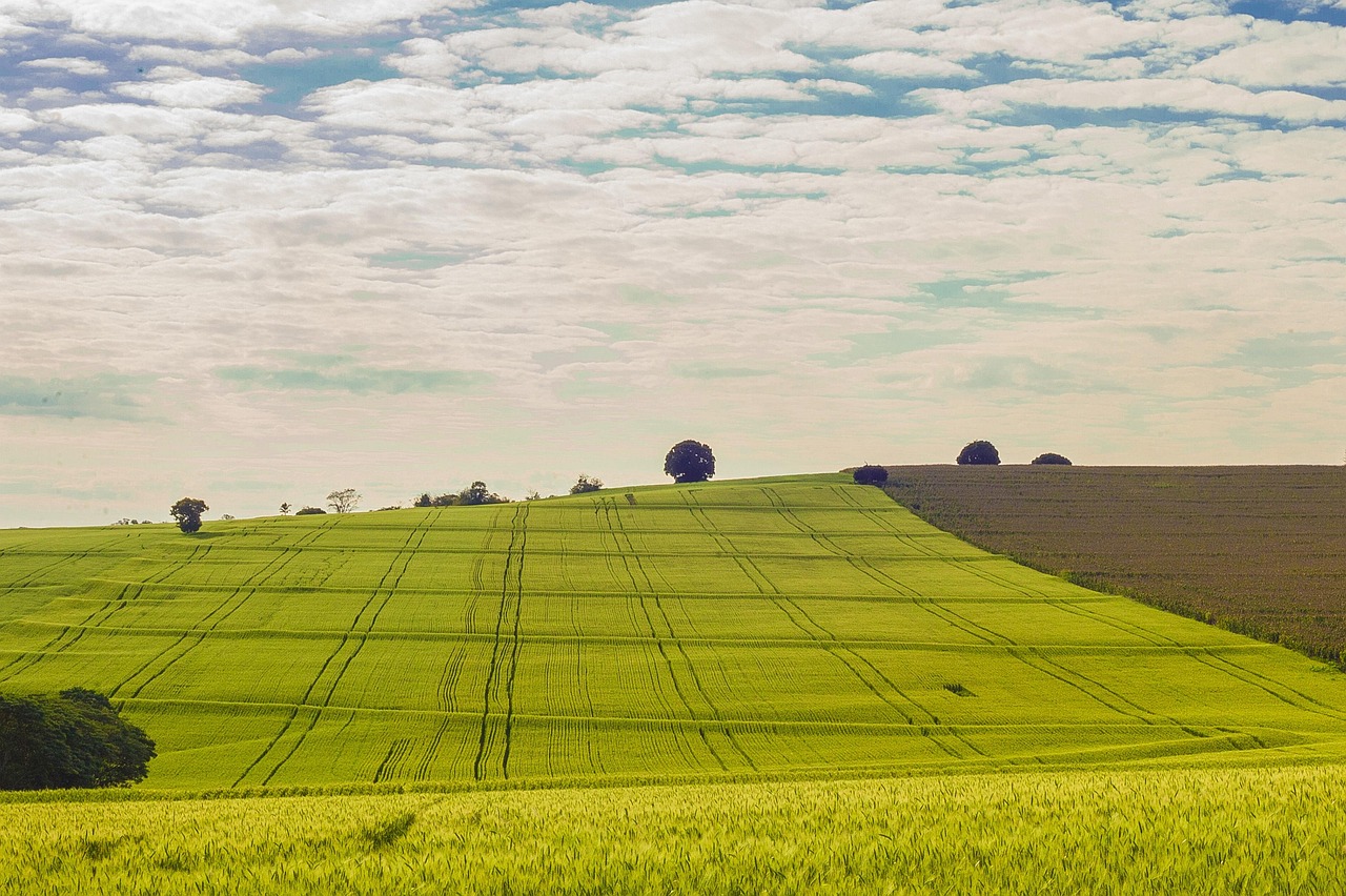 Salmo 126 — Texto Completo, Significado e Oração sobre a Restauração de Deus - imagem 4