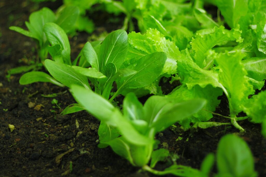 Salmo 65 — Texto Completo, Significado e Oração "Louvores em Sião para Deus"