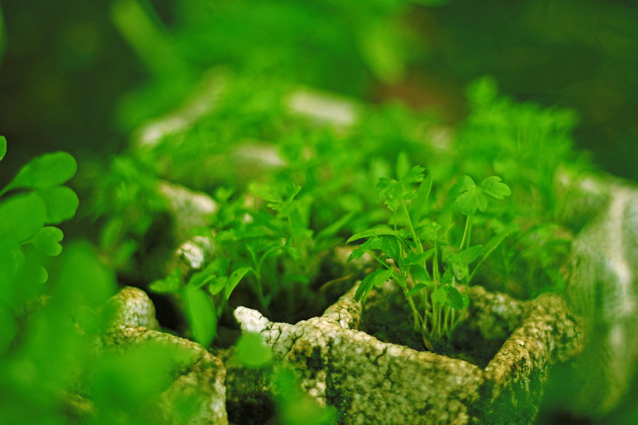 Salmo 65 — Texto Completo, Significado e Oração 