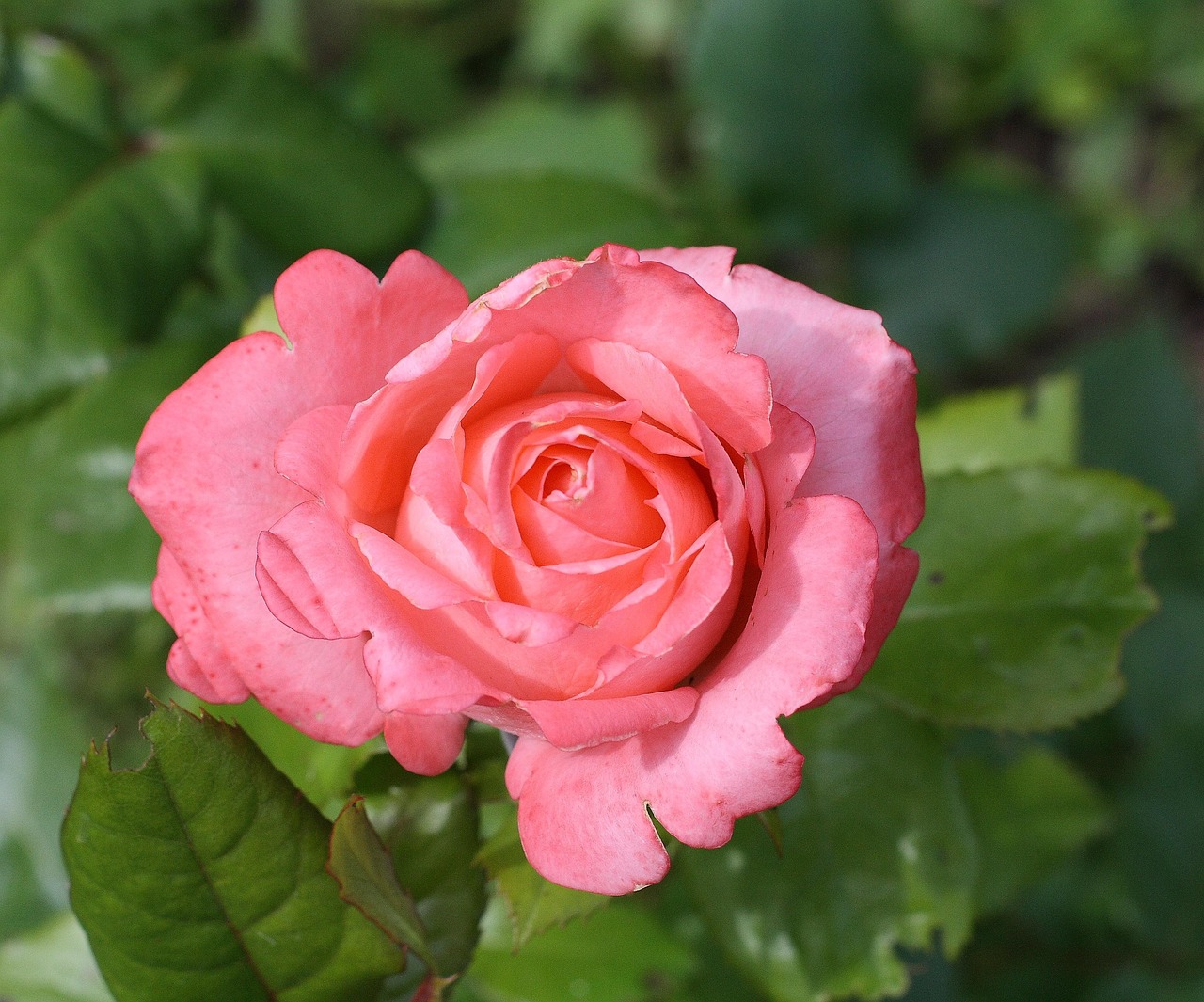 Rosas cor-de-rosa delicadas — símbolo de Santa Teresinha que prometeu fazer cair uma chuva de rosas do céu — Mensagem do Papa