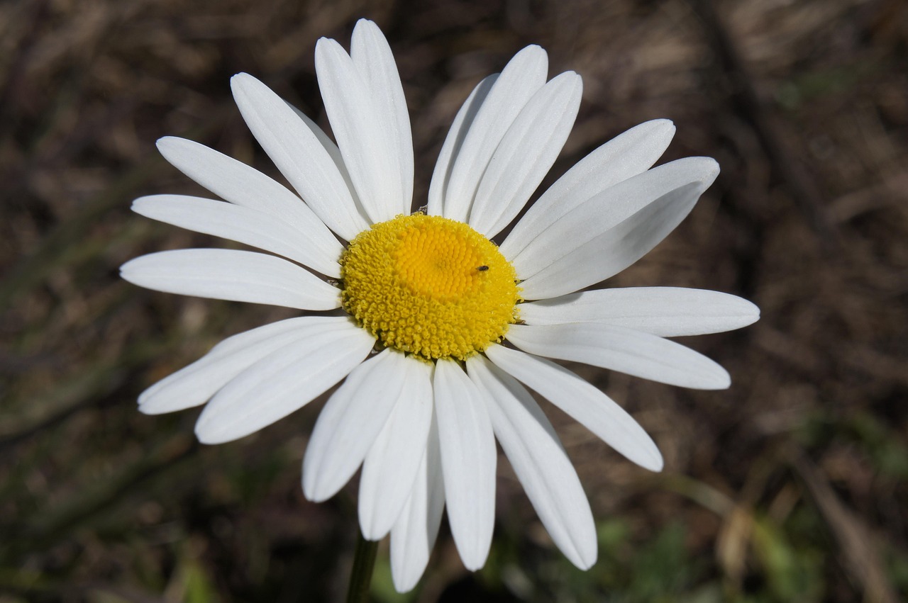 Margaridas brancas florescendo com luz solar — beleza da criação de Deus — versículos de gratidão — Mensagem do Papa
