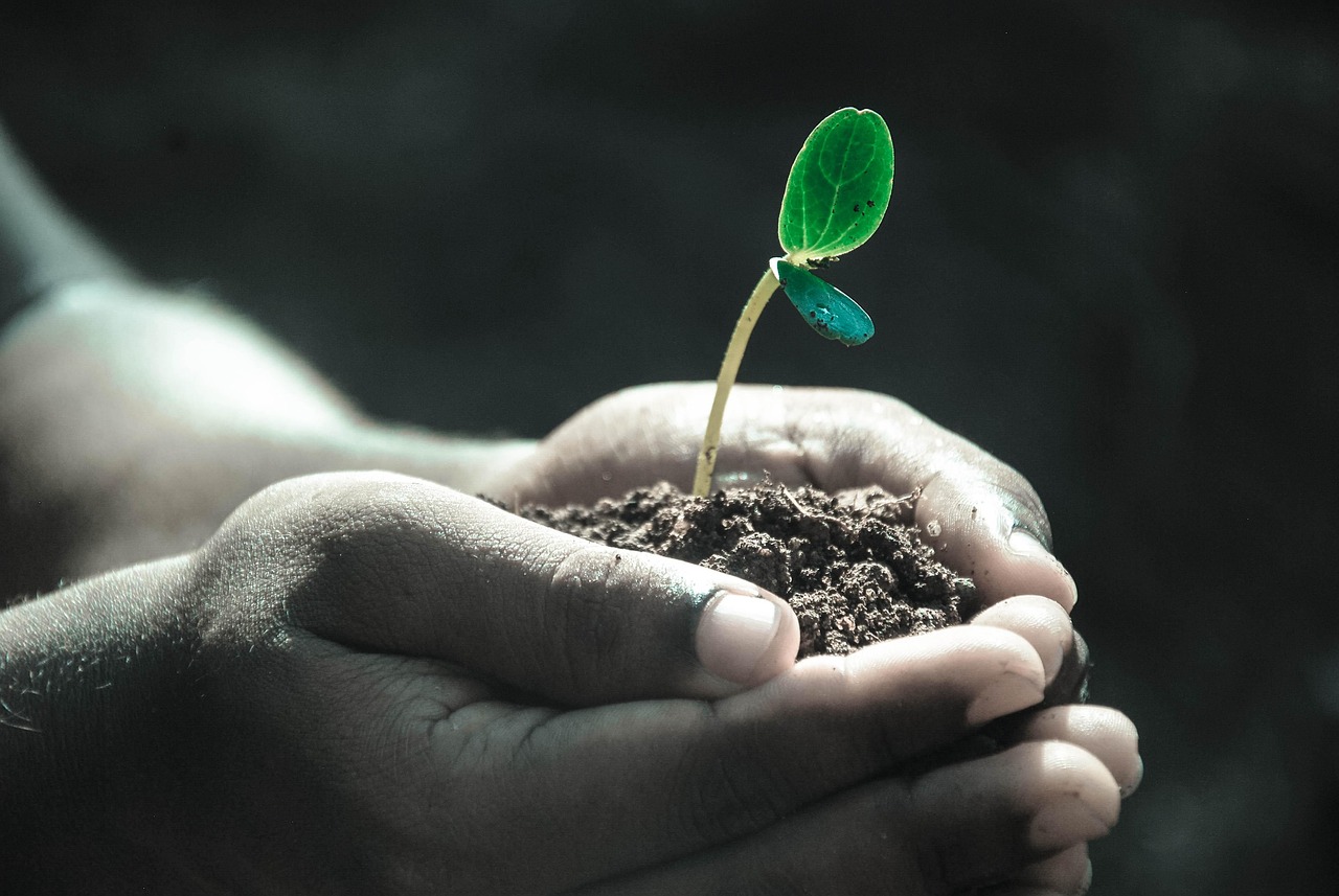 Mãos plantando em solo, símbolo de crescimento e nova criação