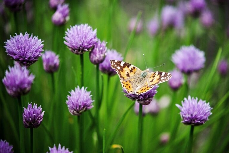 Borboleta em flores, símbolo de transformação e nova vida