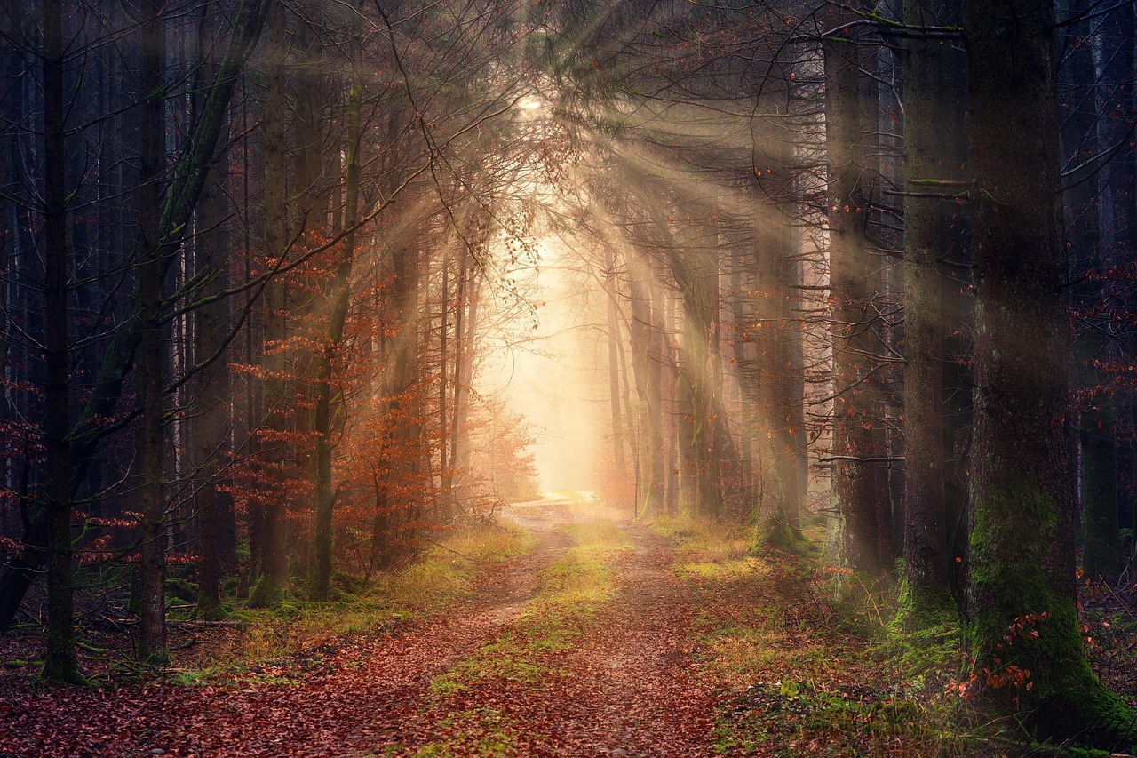 Caminho de luz na floresta, símbolo de esperança e libertação do vício