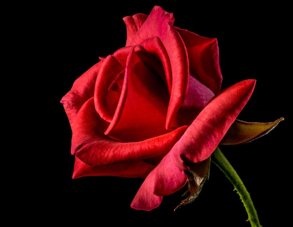 Rosa vermelha, referência às rosas de Castela do milagre de Nossa Senhora de Guadalupe