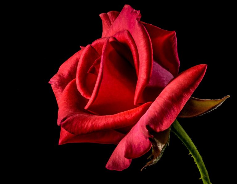 Rosa vermelha, referência às rosas de Castela do milagre de Nossa Senhora de Guadalupe