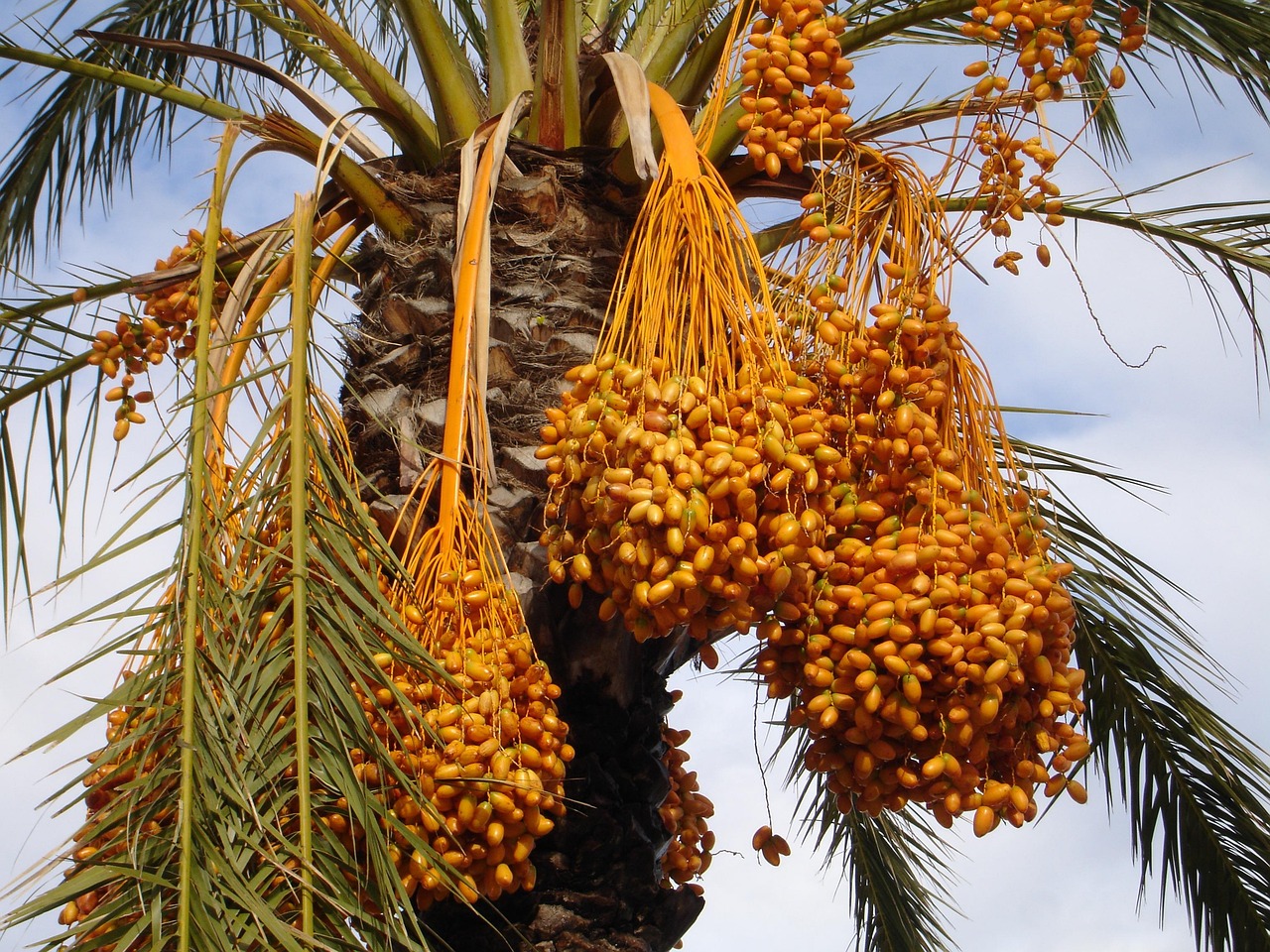 Tamareira com frutos, fonte de sustento de Santo Onofre no deserto
