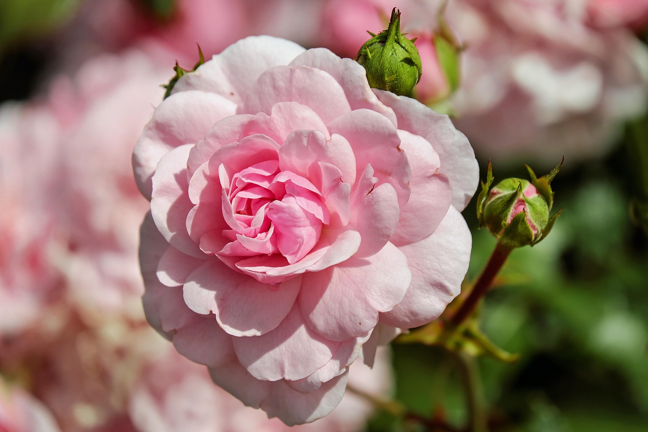 Jardim com rosas, referência à jardinagem praticada por Santa Rosa de Lima