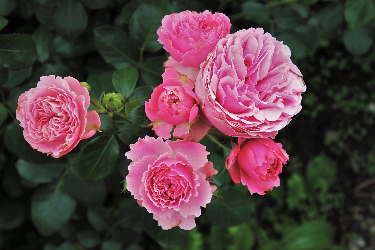 Rosa cor-de-rosa, símbolo tradicional associado a Santa Rosa de Lima